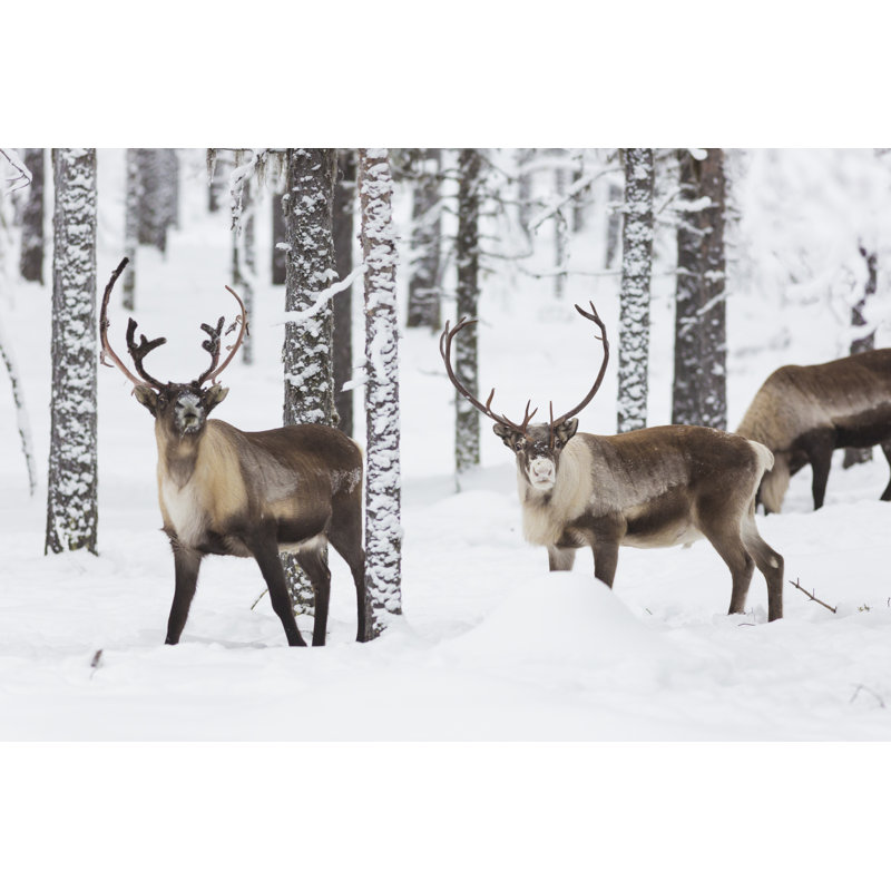 Reindeer - Wrapped Canvas Print, 30cm H x 46cm W