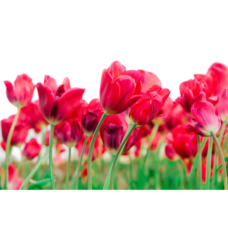 Molucca Beautiful Red Tulips by Pampalini - Wrapped Canvas Print, 30cm H x 46cm W x 3.8cm D