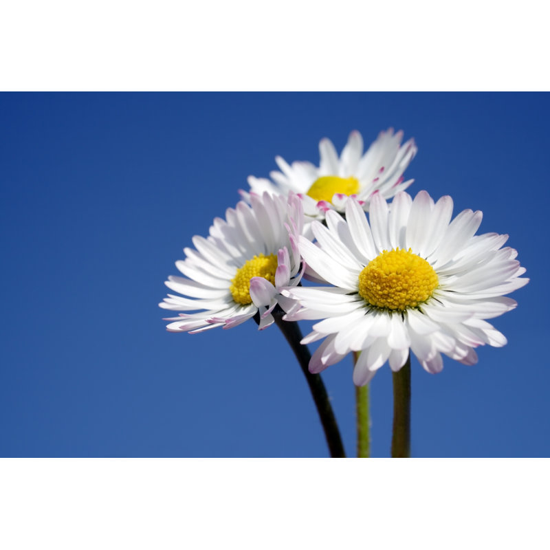 Three Daisies by Anzeletti - Wrapped Canvas Print, 30cm H x 46cm W x 3.8cm D