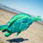 Turtle Big Breeze Windsock