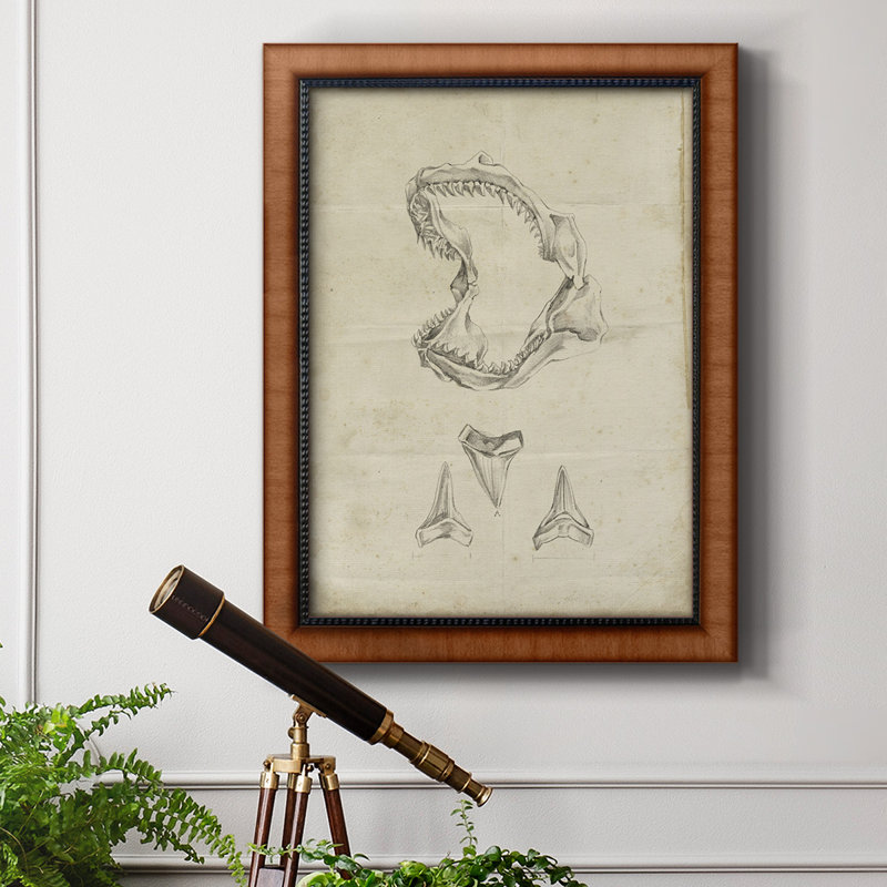 " Shark Study II ", 20" H x 16" W