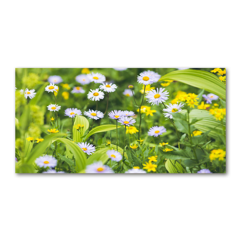 Daisies - Wrapped Canvas Print, 50cm H X 100cm W
