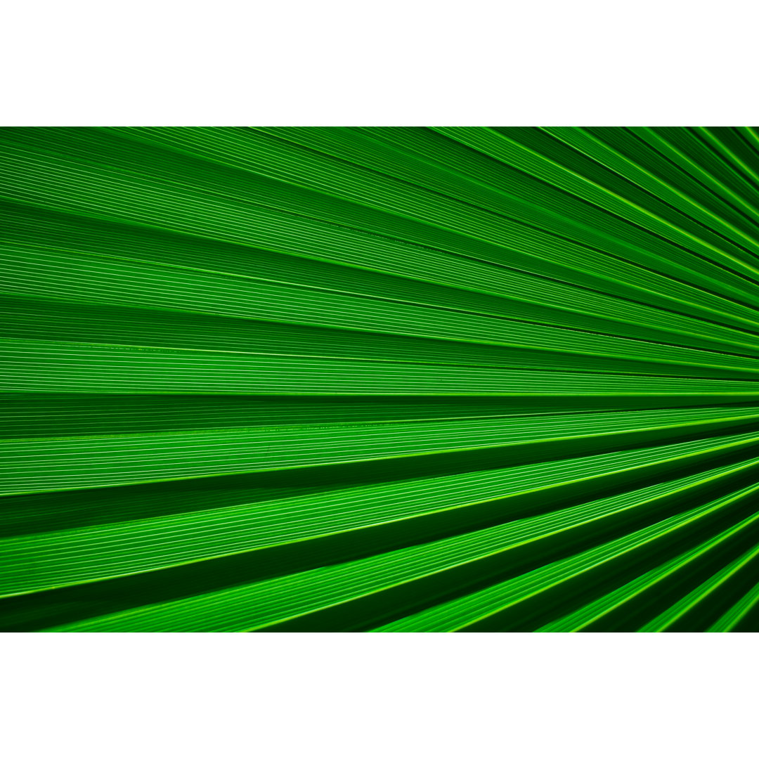 Palm Leaf Detail von Bluberries - Leinwandbild