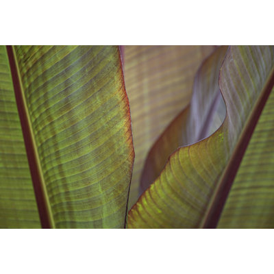 " Banana Palm " by Barbara Markoff