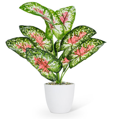 Grande plante à feuilles