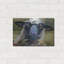 «Bless Ewe» par CR Townsend-386235174