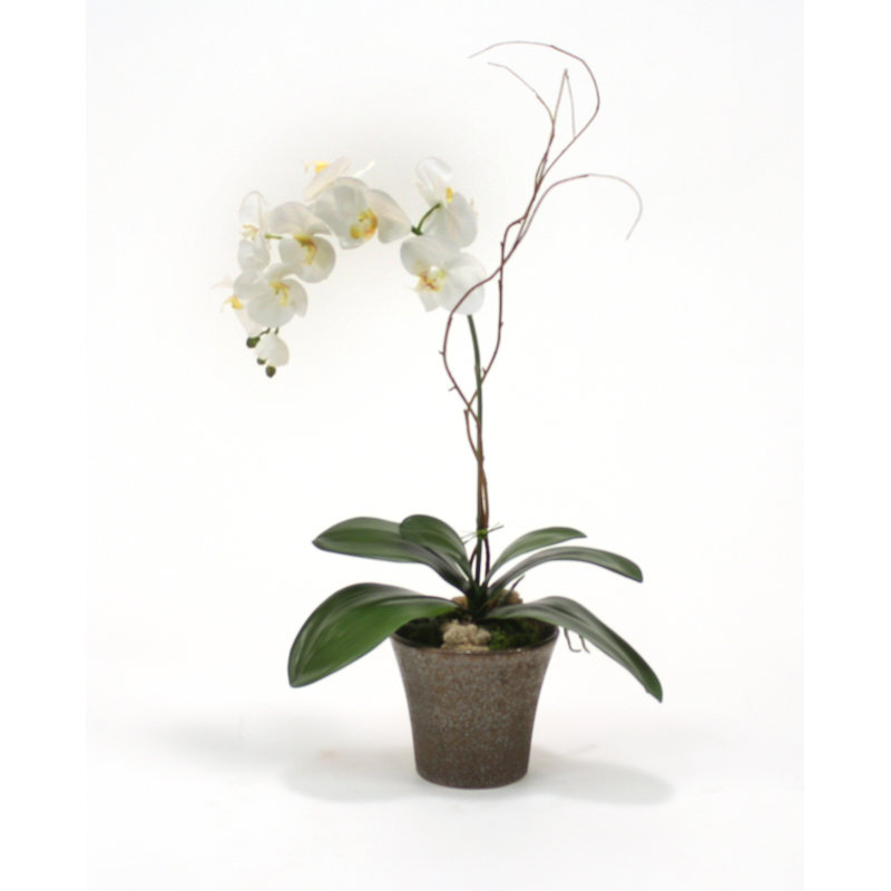 Plantes orchidées phalaenopsis blanc crème en pot orchidée