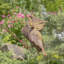 Piquet de jardin Ceire Hoo-Lio et Hoo-Dini