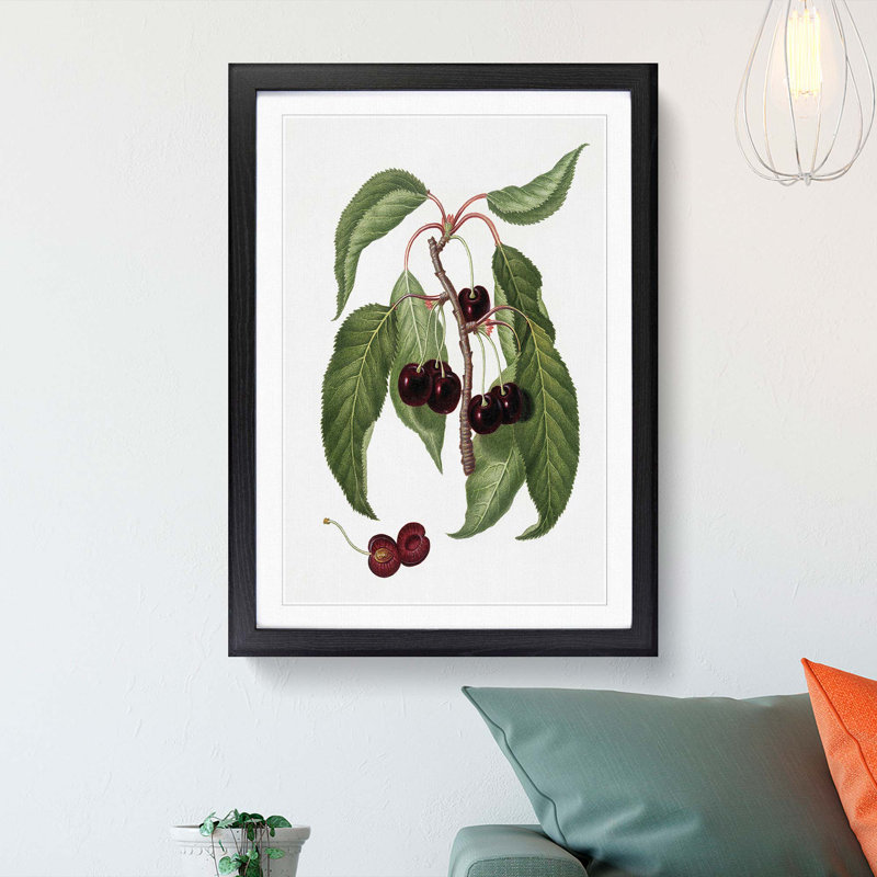 Hard-fleshed Cherry Tree by Giorgio Gallesio - Picture Frame Painting Print, Black Framed, 36cm H x 27cm W x 2cm D