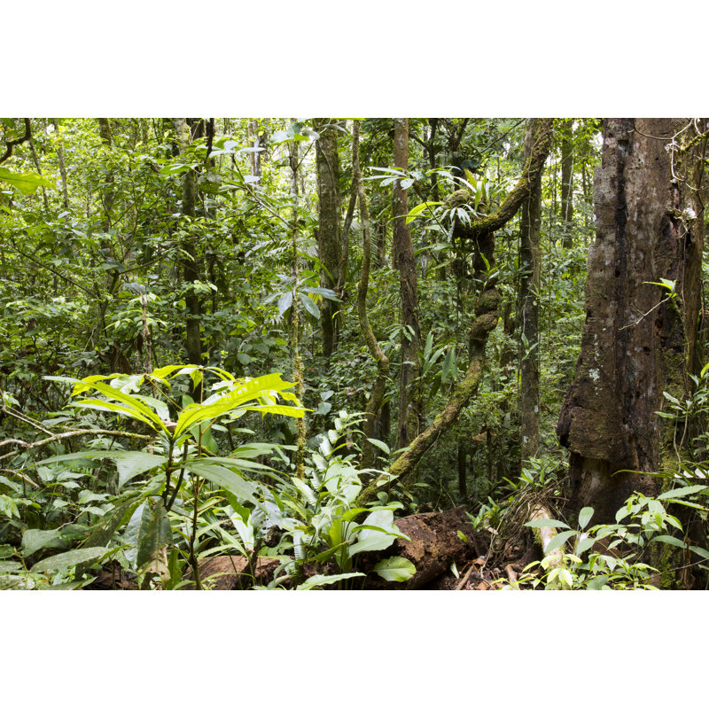 "Interior of a Tropical Rainforest" par Atélopus - photographie sur toile tendue, H 8 po x l 12 po