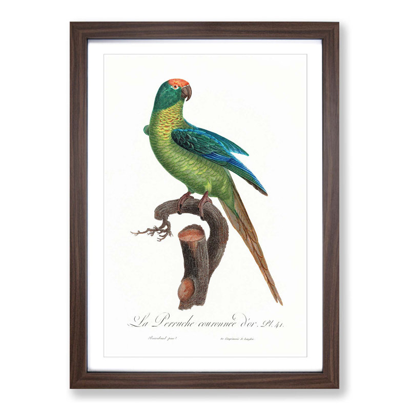 Peach-Fronted Parakeet by F. Levaillant - Picture Frame Painting Print, 36cm H x 27cm W x 2cm D, Walnut Framed