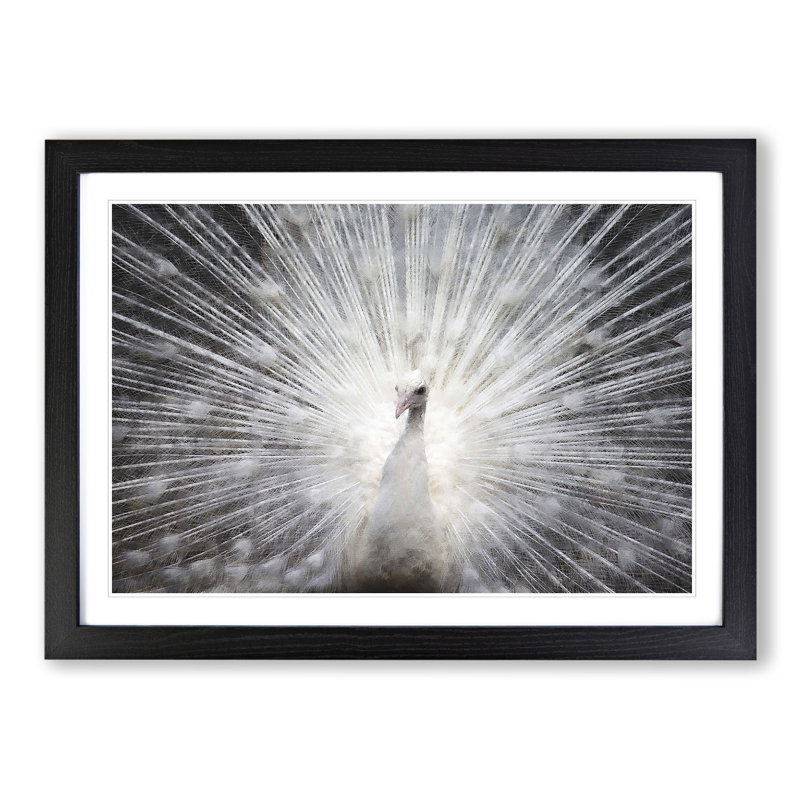White Peacock Painting - Picture Frame Graphic Art, Black, 27cm H x 36cm W x 2cm D