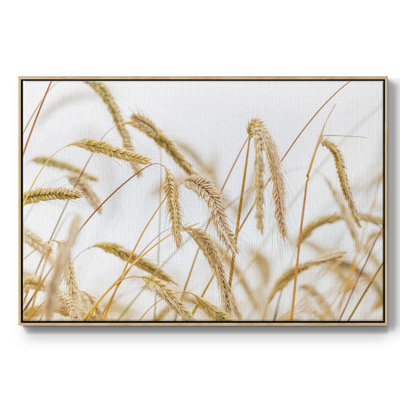 " Wheat "
