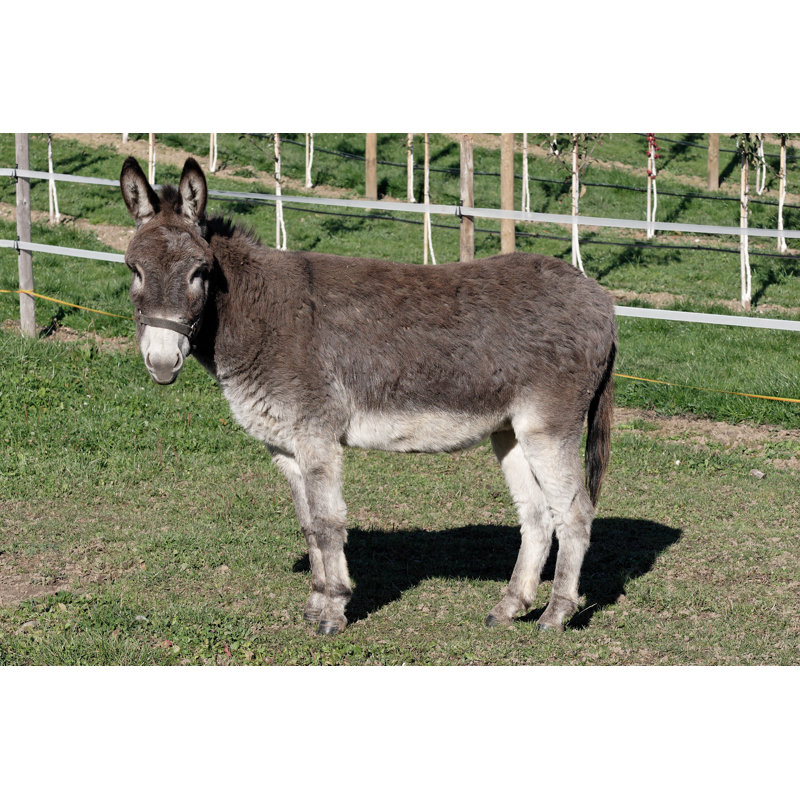 Donkey 92374087, 51cm H x 76cm W