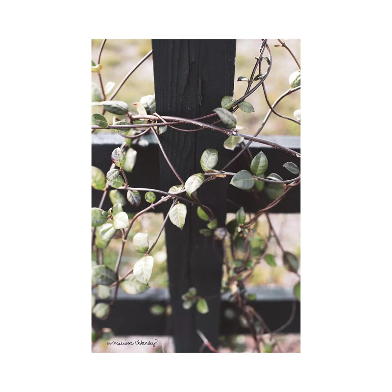 Fence Vine by Melissa Hanley - Wrapped Canvas Print, 20.32 cm H x 30.48 cm W