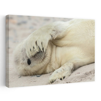 Shy Baby Seal Contemporary Animal Beach Wall Art Print
