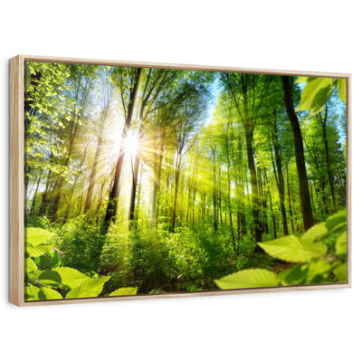 Forêt ensoleillée