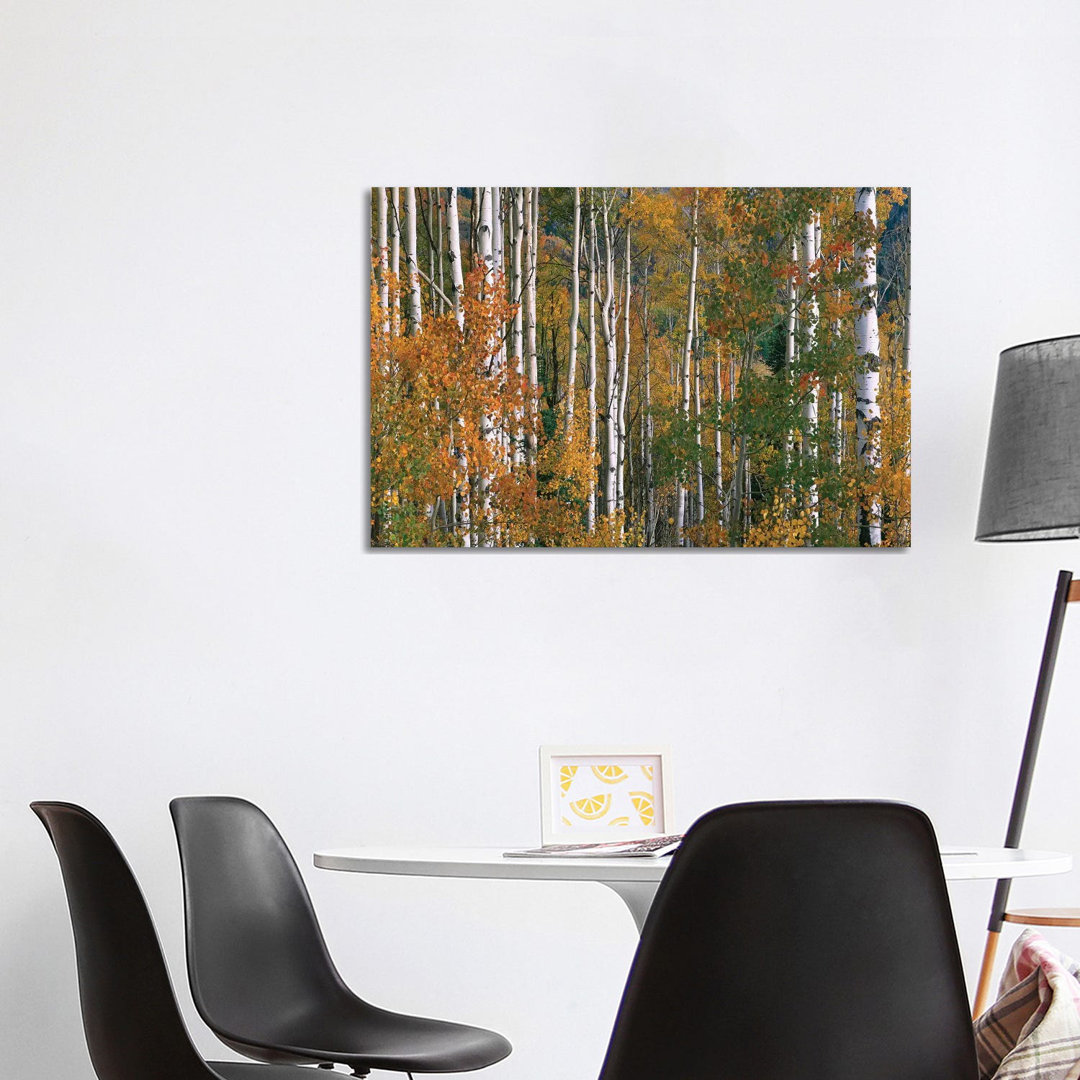Quaking Aspen Trees In Fall Colours, Lost Lake, Gunnison National Forest, Colorado by Tim Fitzharris - Wrapped Canvas Print