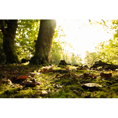 Woodland Forest by Ryland Painter - Wrapped Canvas Print