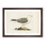 A Common Gull by Von Wright - Single Picture Frame Painting-55457434-55457440