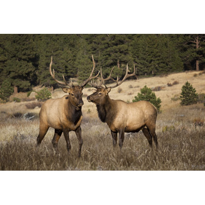 Azyaa " Two Elks II " by David Drost