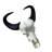 Real Female Cape buffalo Skull