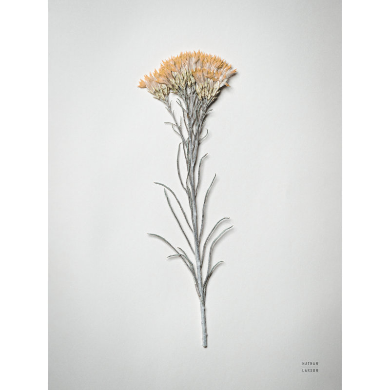 «Dried Floral Still Life III» par Nathan Larson, reproduction, H 16 po x l 12 po x P 1,25 po, Non, Toile tendue