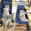 Poussette pliante pour animaux 3 roues, poussette pliable pour chien avec guidon réglable et fenêtre en filet-93284060
