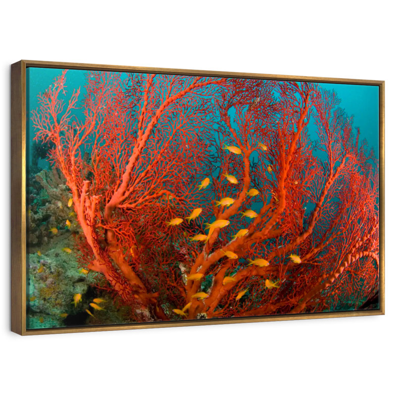 Corail de feu, 19 po x 13 po, Cadre flottant doré