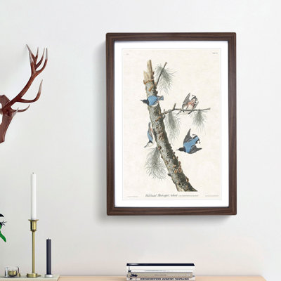 Nuthatch Birds by John Audubon - Framed Print