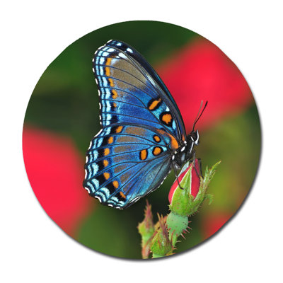 Magnifique papillon - photographie sur verre