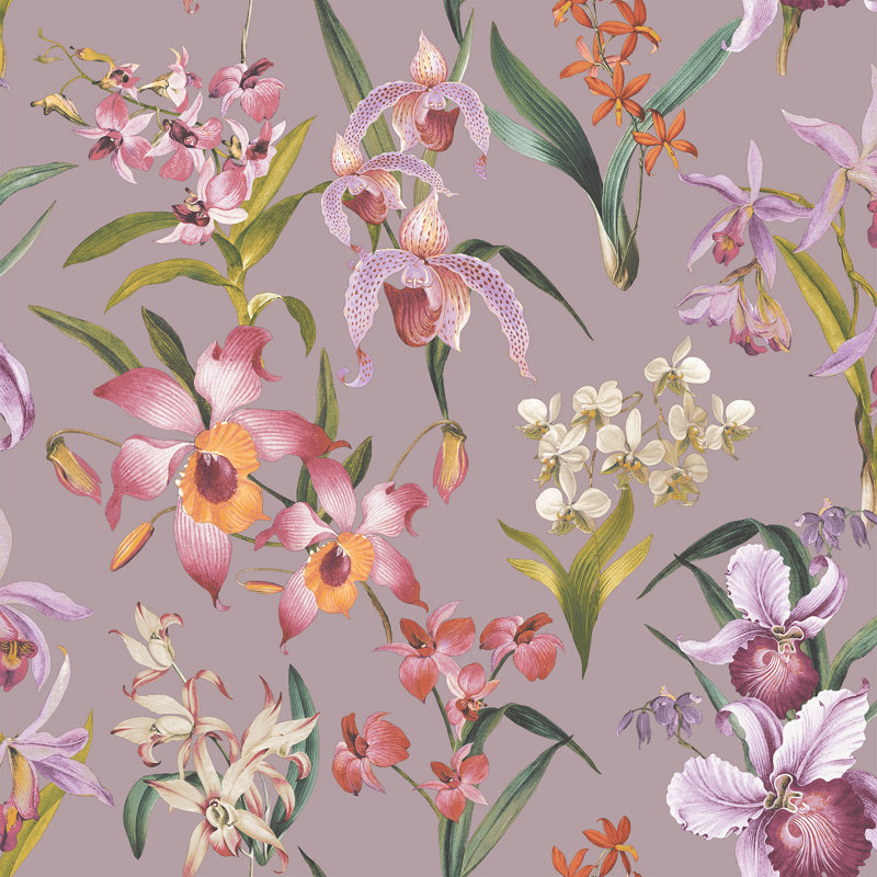 Araneli, Lilac