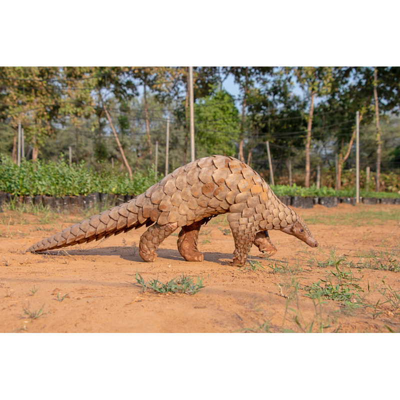 Indian Pangolin Or Anteater (Manis Crassicaudata) One Of The Most Traffic Wildlife Species by Vicky_Chauhan - Wrapped Canvas Print