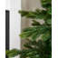 7' H Himalayan Fir Christmas Tree