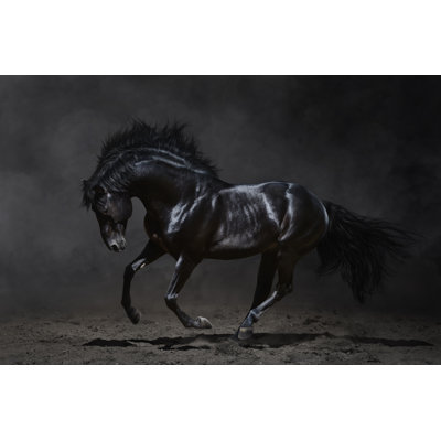 Black Stallion Print