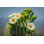 Mavi Saguaro Cactus Flowers par - Photographie sur toile tendue