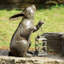 Rabbit Weather Resistant Garden Statue