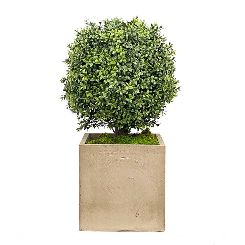 Boxwood Topiary in Planter