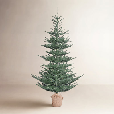 Alberta Blue Pre-Lit Spruce Christmas Tree