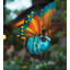 Mini lanterne solaire insecte - papillon