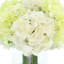 Hydrangeas Arranged in Glass Vase