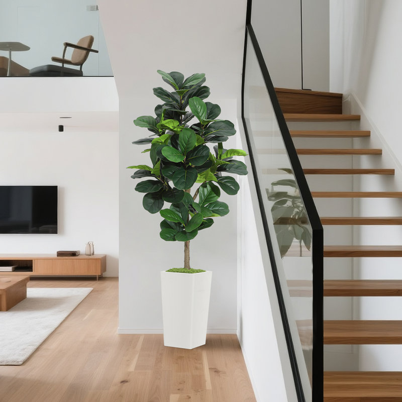 150cm Plant