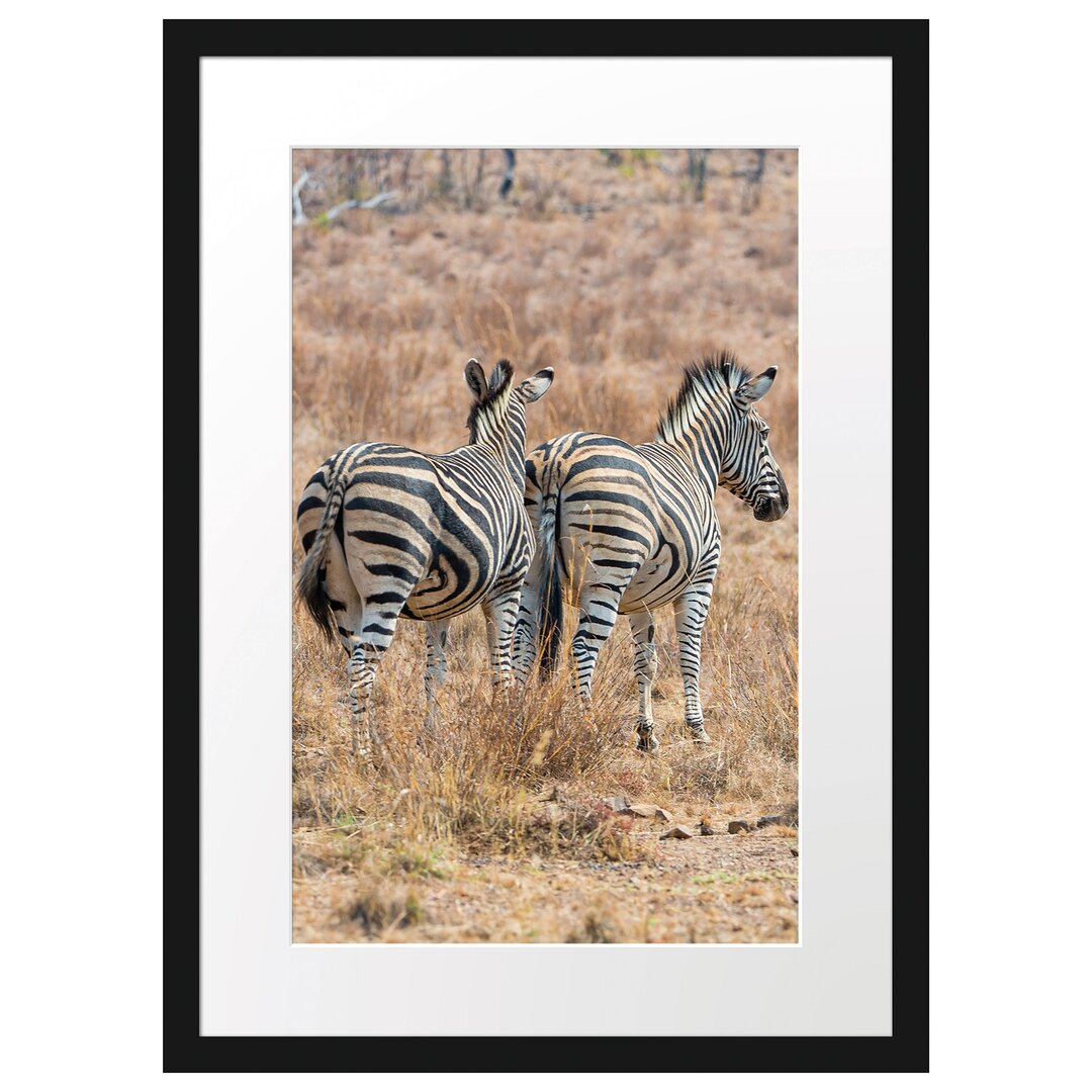 Zebraherde in der Savanne Gerahmter Fotodruck