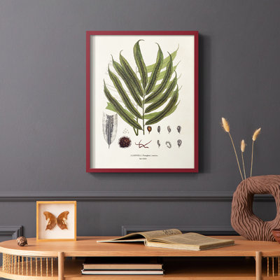 «Botanical Society Ferns II», reproduction encadrée - bois massif