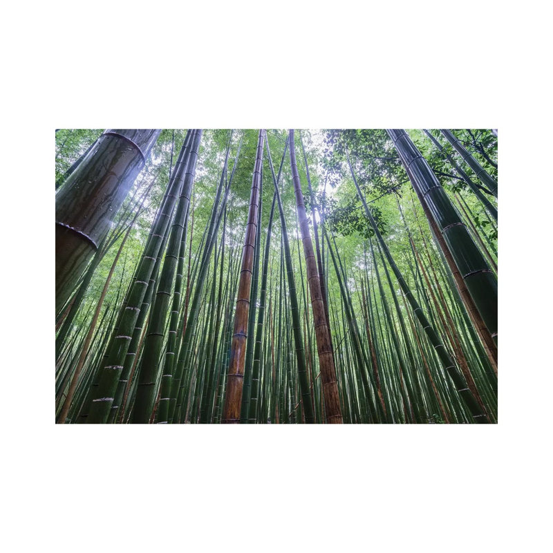 Tall by Karsten Wrobel - Wrapped Canvas Print, 20.32 cm H x 30.48 cm W