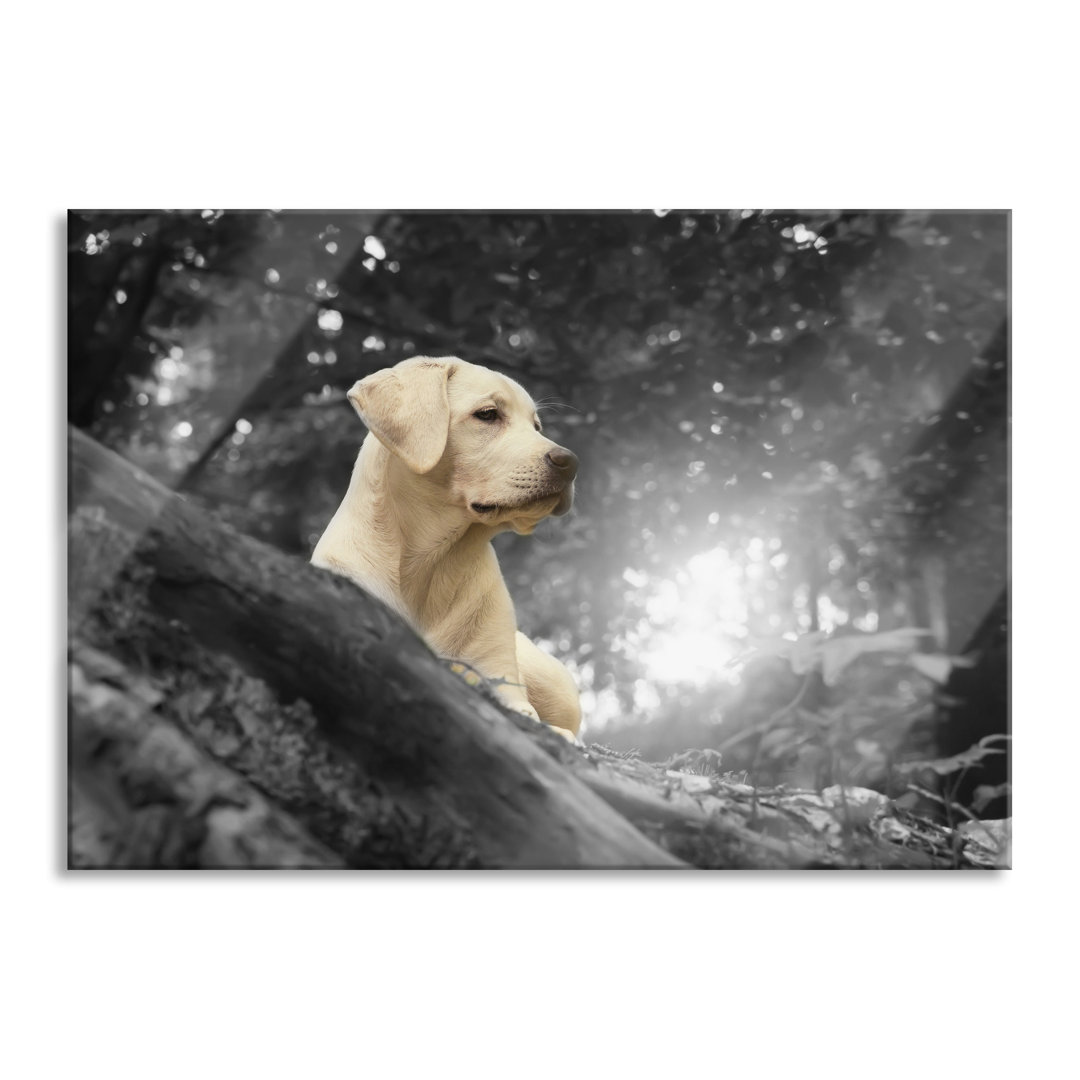 Glasbild Labrador Welpe im Wald