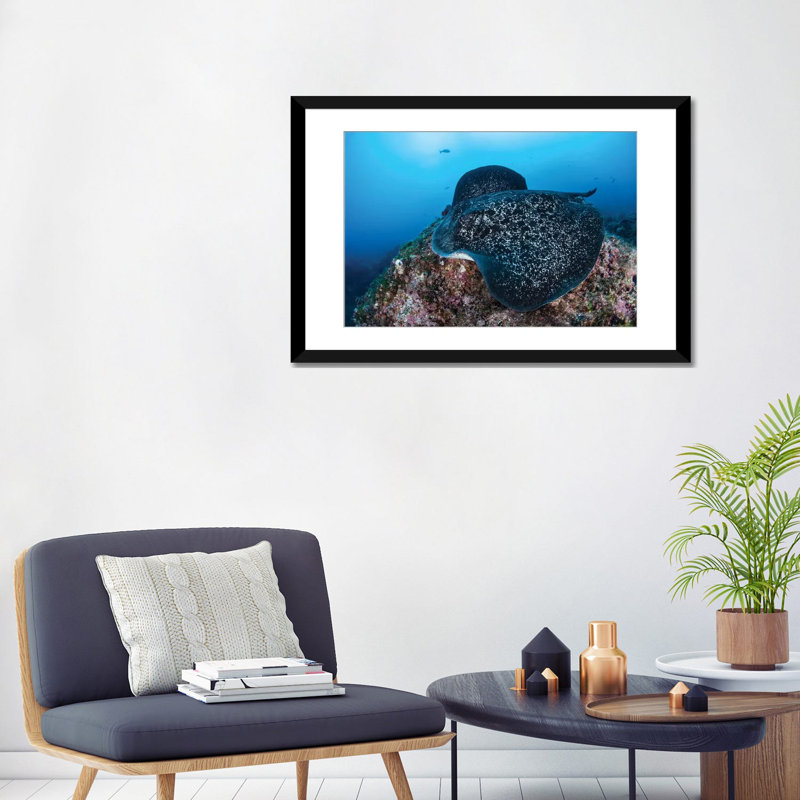 " A Large Black-Blotched Stingray Swims Over The Rocky Seafloor " by Ethan Daniels, Black Framed Fine Art Paper, White