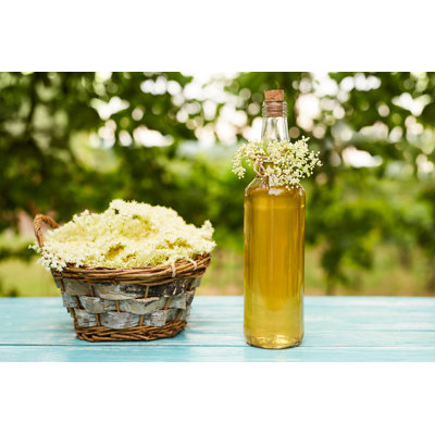 Homemade elderflower syrup in a bottle 1 Piece Wrapped Canvas Wall Art