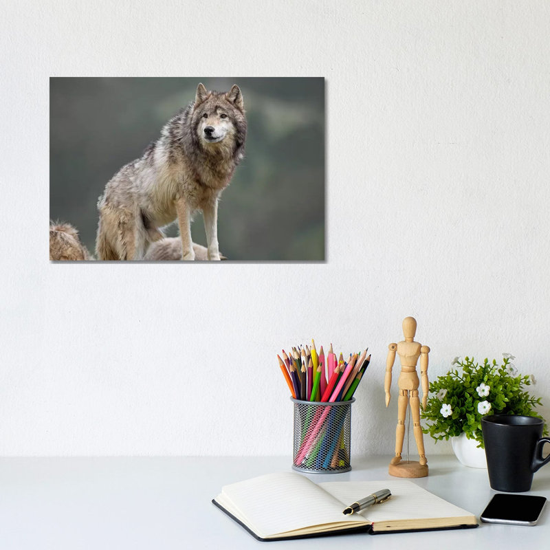 Grey Wolf, North America I by Tim Fitzharris - Wrapped Canvas Print, 20.32 cm H x 30.48 cm W