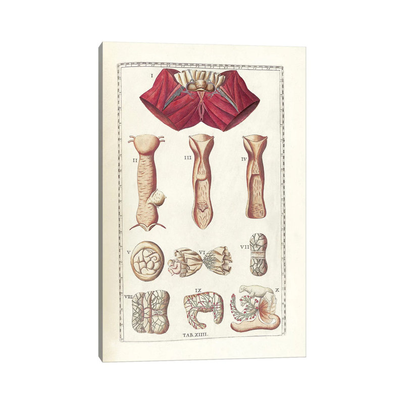 «The Science of Human Anatomy I» par National Library of Medecine, impression sur toile tendue, H 26 po x l 18 po x P 1,5 po